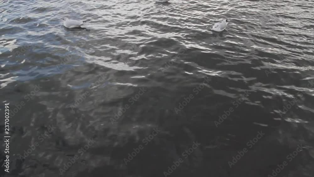 Swans, ducks, seagulls and grey heron wild birds swimming in a lake and river in a winter Swans, ducks, seagulls and grey heron wild birds swimming in a lake and river in a winter
