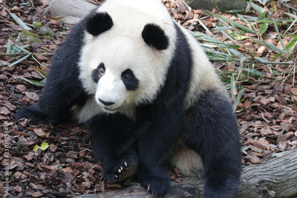 Panda is Posing Funny, Panda Valley, China