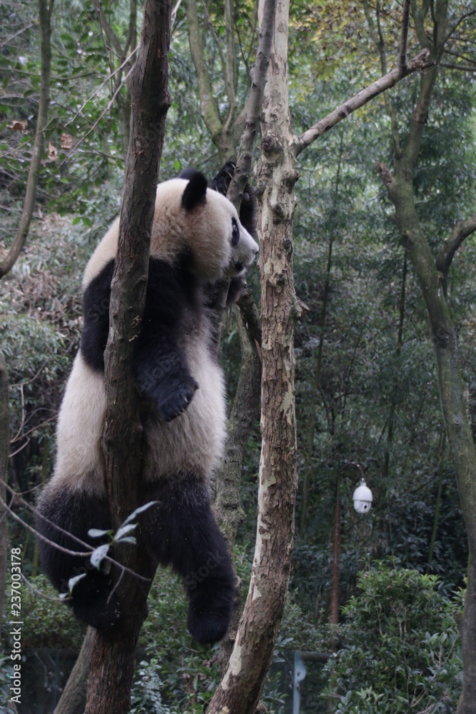 Obraz premium Standing Panda Cub is Looking at something, China