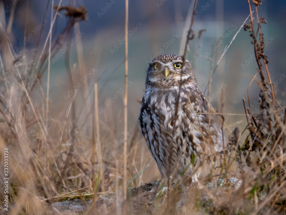 Little owl (Athene noctua) sitting on rock. Dark forest in background. Little owl portrait. Owl sitting on rock. Owl on rock. Little owl (Athene noctua) sitting on rock. Dark forest in background. Little owl portrait. Owl sitting on rock. Owl on rock.