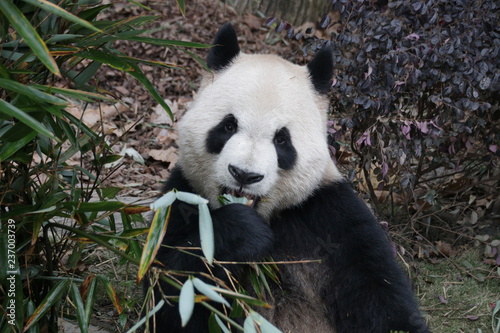Cute Giant Panda Looking at the Camera  Chengdu  China