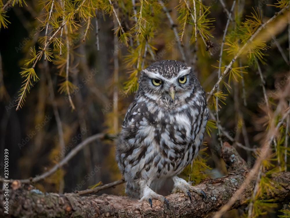 Little owl (Athene noctua) sitting on rock. Dark forest in background. Little owl portrait. Owl sitting on rock. Owl on rock. Little owl (Athene noctua) sitting on rock. Dark forest in background. Little owl portrait. Owl sitting on rock. Owl on rock.