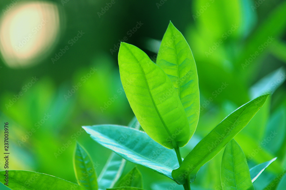 nature view of green leaf. nature background nature view of green leaf. nature background