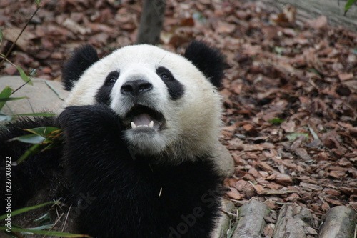 Fototapeta Naklejka Na Ścianę i Meble -  Close up Panda's Face, Panda Valley, China