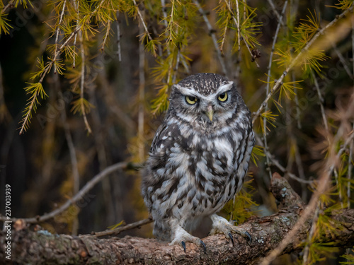 Little owl  Athene noctua  sitting on rock. Dark forest in background. Little owl portrait. Owl sitting on rock. Owl on rock.