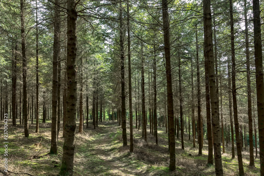 green forest green forest