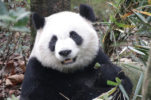 Fototapeta Naklejka Na Ścianę i Meble -  Close up Panda'face, very Fluffy and Cute