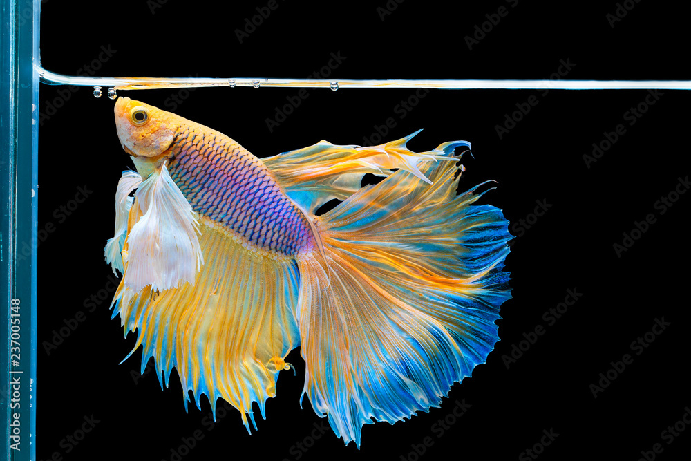 The moving moment beautiful of yellow siamese betta fish or splendens fighting fish in thailand on black background. Thailand called Pla-kad or dumbo big ear fish.