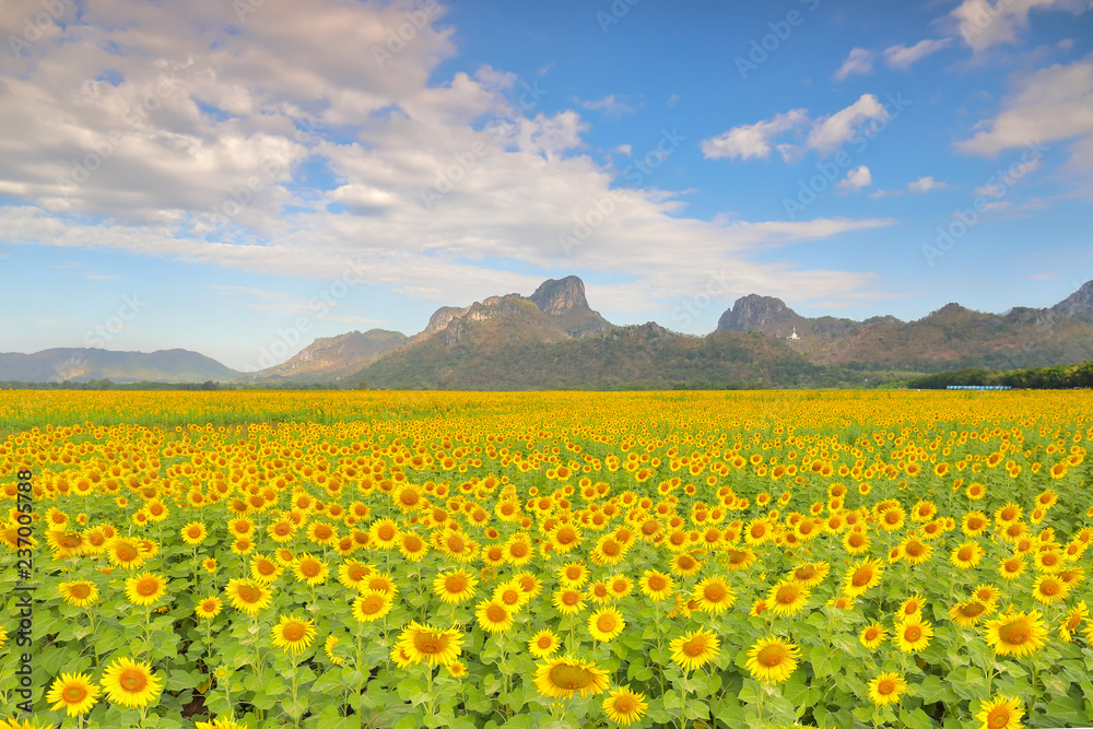 Sunflowers field and beautiful sky background.