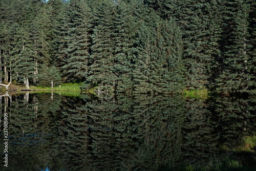 Fototapeta Naklejka Na Ścianę i Meble -  Kodiak 