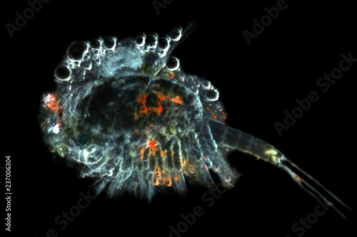 Bild auf Leinwand Zooplankton