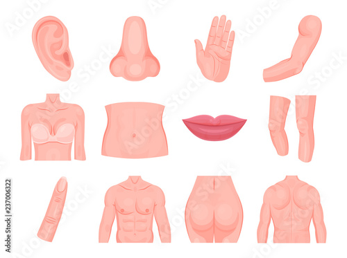 Human body medicine anatomy parts icon set