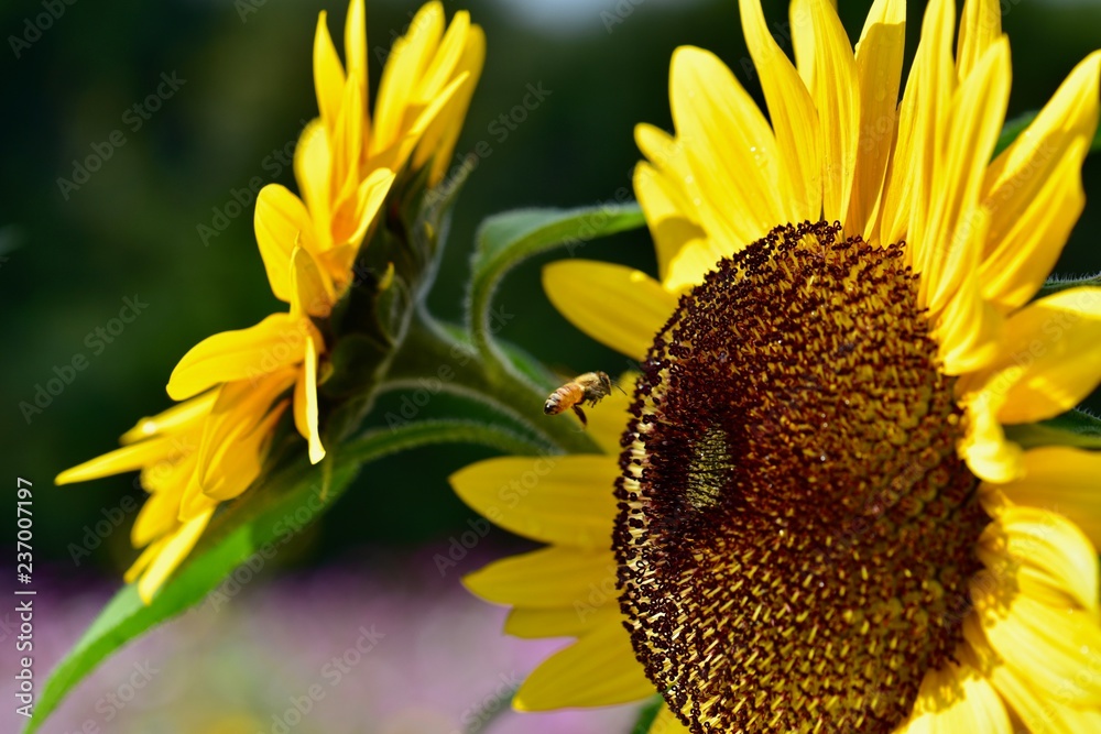 Naklejka premium 日本のコスモスとひまわりのコラボレーション