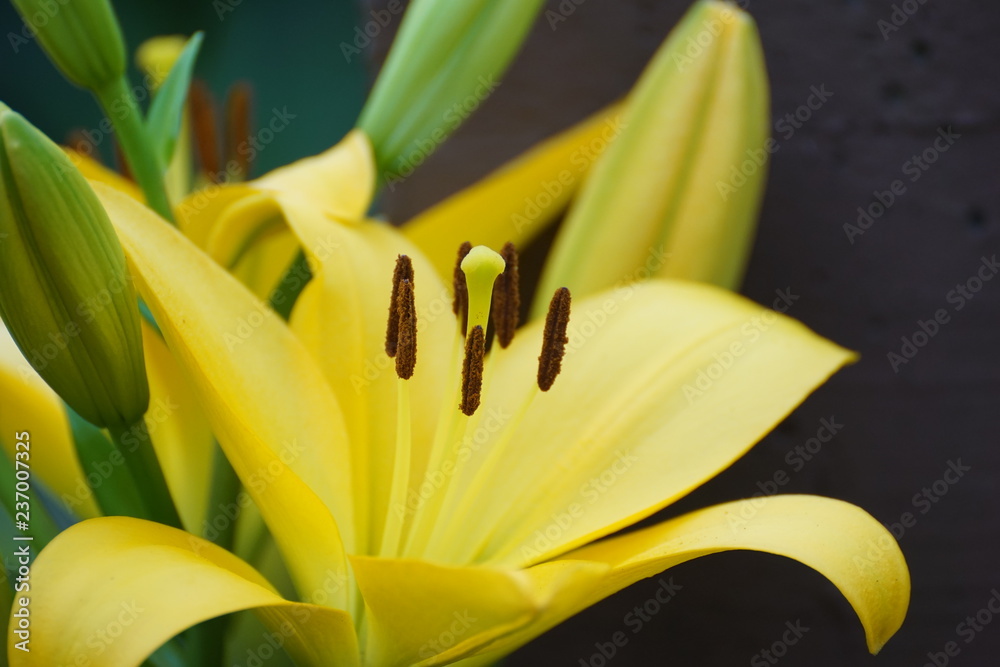 closeup of yellow lily closeup of yellow lily