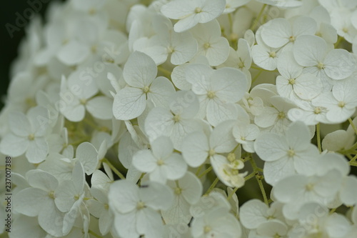 white hydrangea on green background