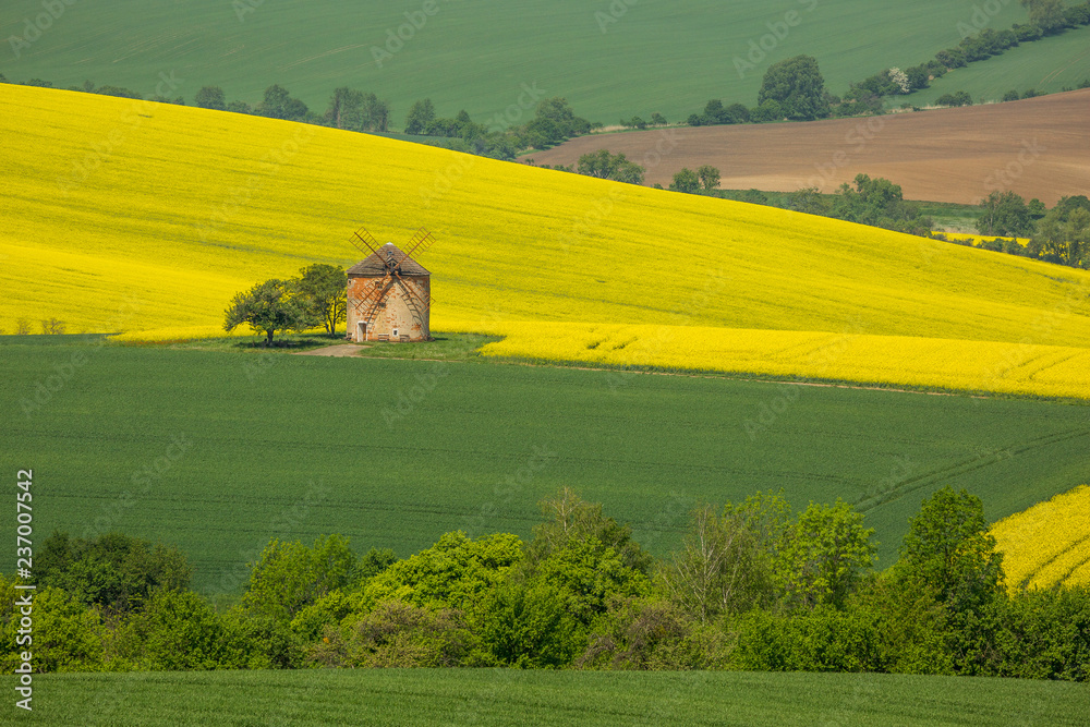 Moravian fields in Spring