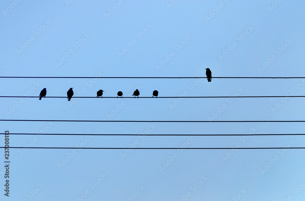 Sparrows on power lines against the sky Sparrows on power lines against the sky