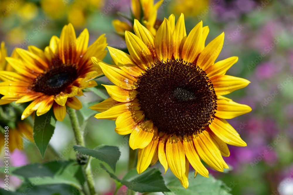 Obraz premium 日本のコスモスとひまわりのコラボレーション