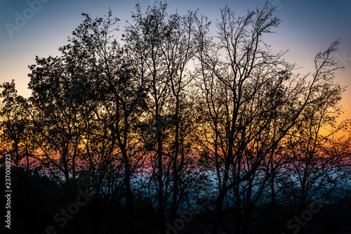 Baum im Sonnenuntergang © Gerald