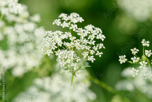 Anise flower field. Food and drinks ingredient.