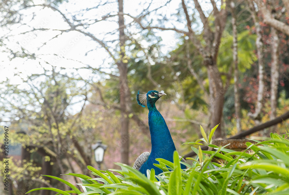 Obraz premium peacock, bird, blue, animal, nature, feather, feathers, head, wildlife, beautiful, peafowl, green, beauty, beak, colorful, wild, zoo, birds, portrait, tail, plumage