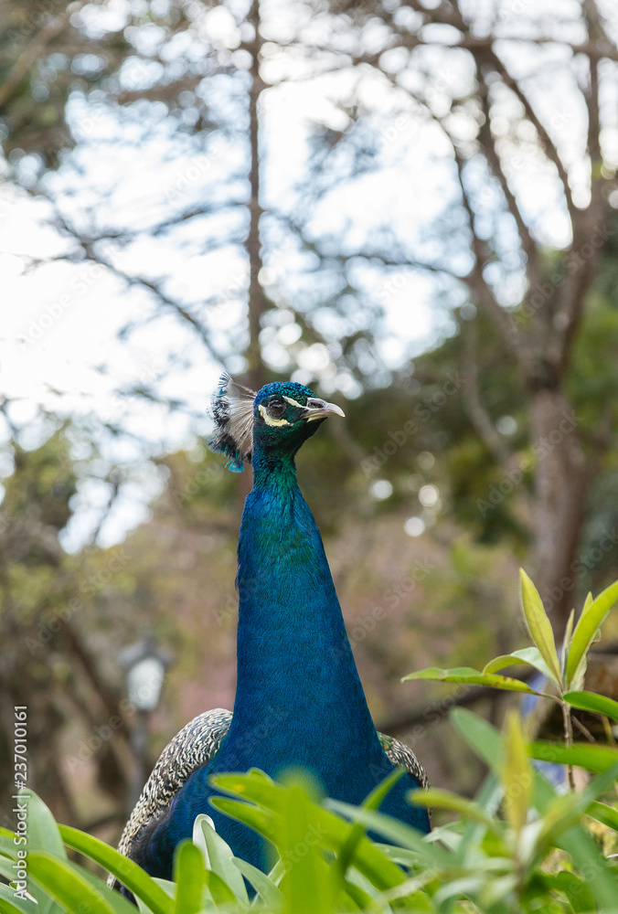 Obraz premium peacock, bird, animal, blue, nature, feather, head, wildlife, peafowl, beauty, green, feathers, beautiful, beak, zoo, colorful, birds, color, portrait, wild, tail, park, plumage, neck