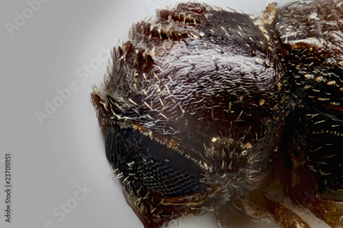 allenothenemus minutus bark beetle, Peurto Rico photo