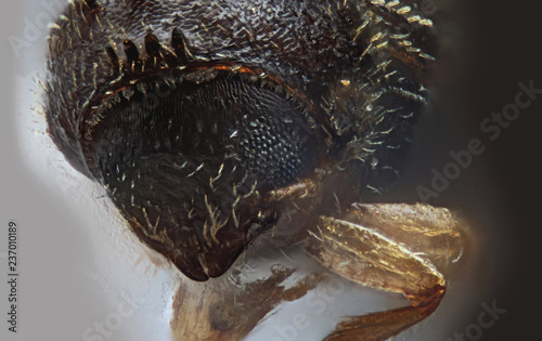 allenothenemus minutus bark beetle, Peurto Rico photo