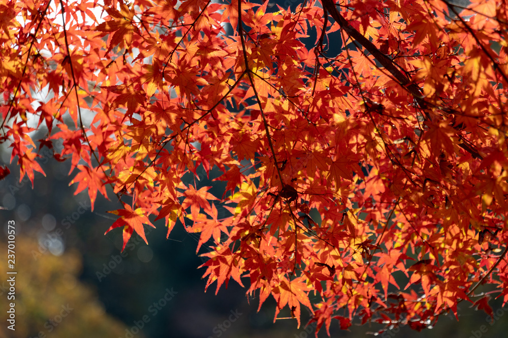 Autumn leaves of Chiba city, Chiba prefecture, Japan / Izumi Nature Park in Chiba City, Chiba prefecture, Japan Autumn leaves of Chiba city, Chiba prefecture, Japan / Izumi Nature Park in Chiba City, Chiba prefecture, Japan