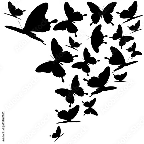 black butterfly, isolated on a white