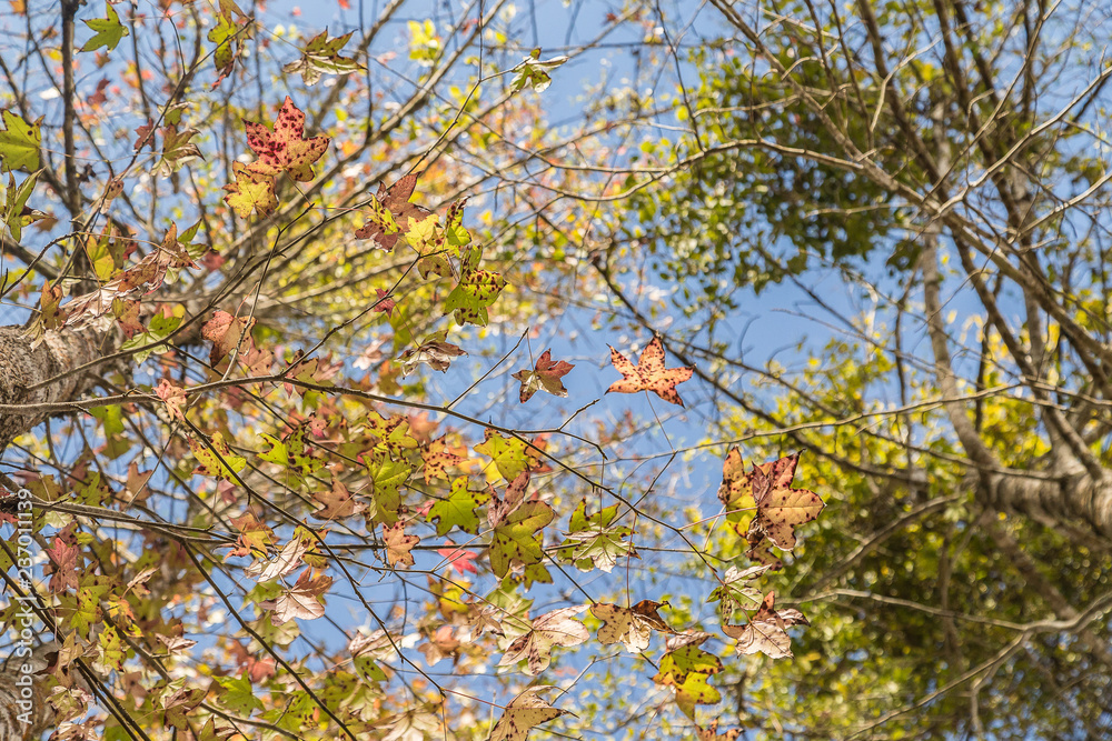 tree, autumn, nature, sky, leaves, fall, forest, leaf, blue, trees, branch, yellow, green, season, spring, foliage, park, maple, branches, landscape, outdoors, red, plant, color, orange tree, autumn, nature, sky, leaves, fall, forest, leaf, blue, trees, branch, yellow, green, season, spring, foliage, park, maple, branches, landscape, outdoors, red, plant, color, orange