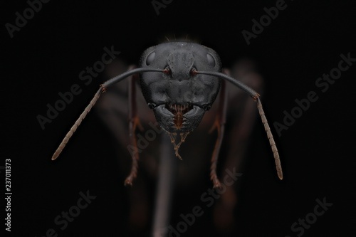 Ant Head