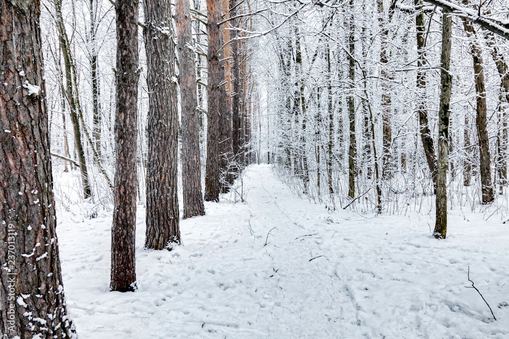 Winter forest Winter forest