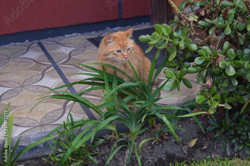 Gatito curioso photo