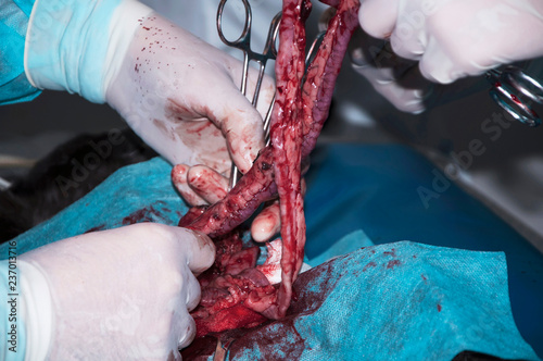 The part intestine in the hands of the surgeon (concept surgery) photo