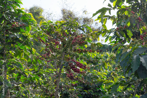 Ripe coffee tree, coffee beans, coffee farm, Mocha and Catimor coffee tree. Photo use in advertising, design, marketing photo