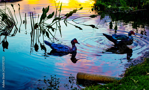 vibrant ducks in pond lake swimming grass sky 