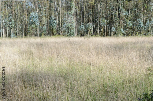 Wallpaper Mural Follaje Torontodigital.ca