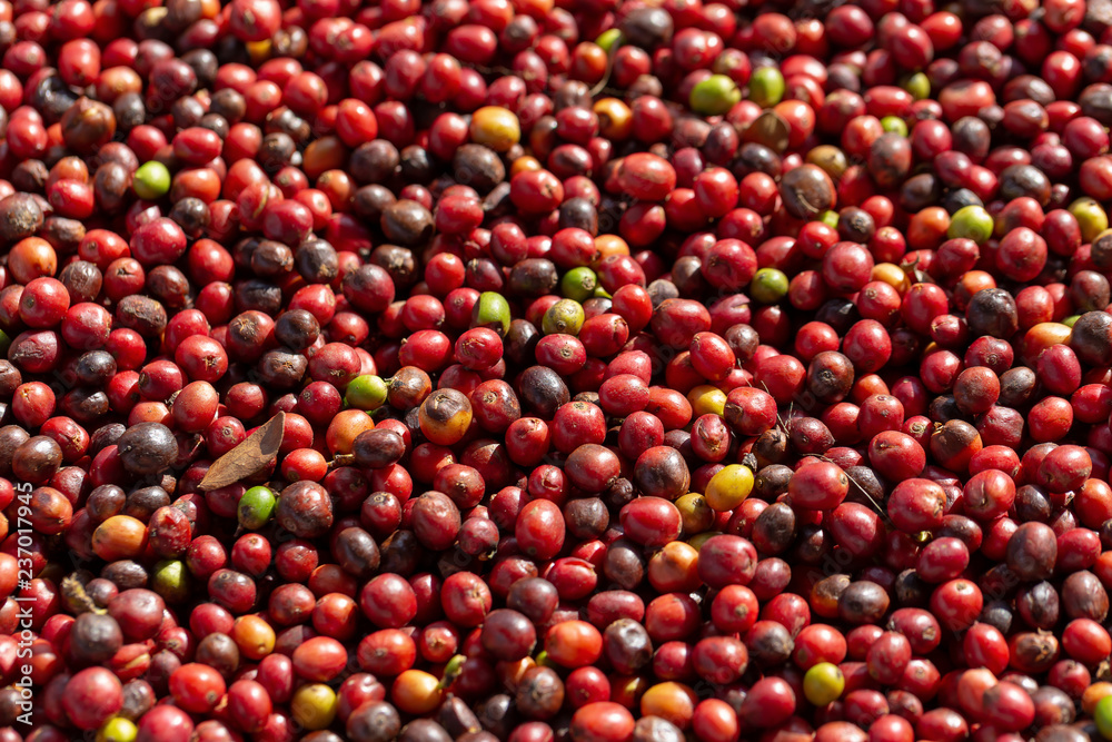 Fresh Arabica Red Coffee beans berries and Drying Process