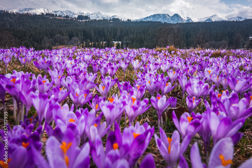 Spring in polish Tatra Mountains