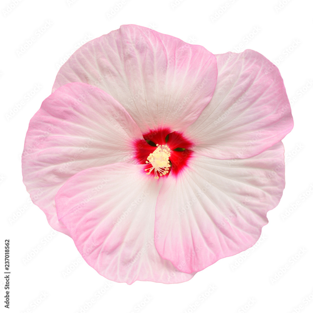 Naklejka premium Pink hibiscus flower isolated on white background. Flat lay, top view. Macro, object