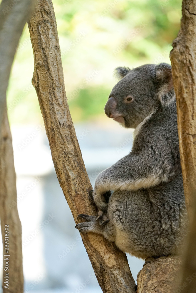 Obraz premium コアラ