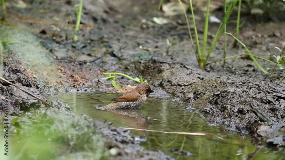 Scaly-breasted Munia ( Lonchura punctulata) Playing in the pool on the ground. Scaly-breasted Munia ( Lonchura punctulata) Playing in the pool on the ground.