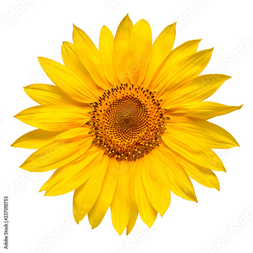 Flower of sunflower head isolated on white background. Seeds and oil. Flat lay, top view