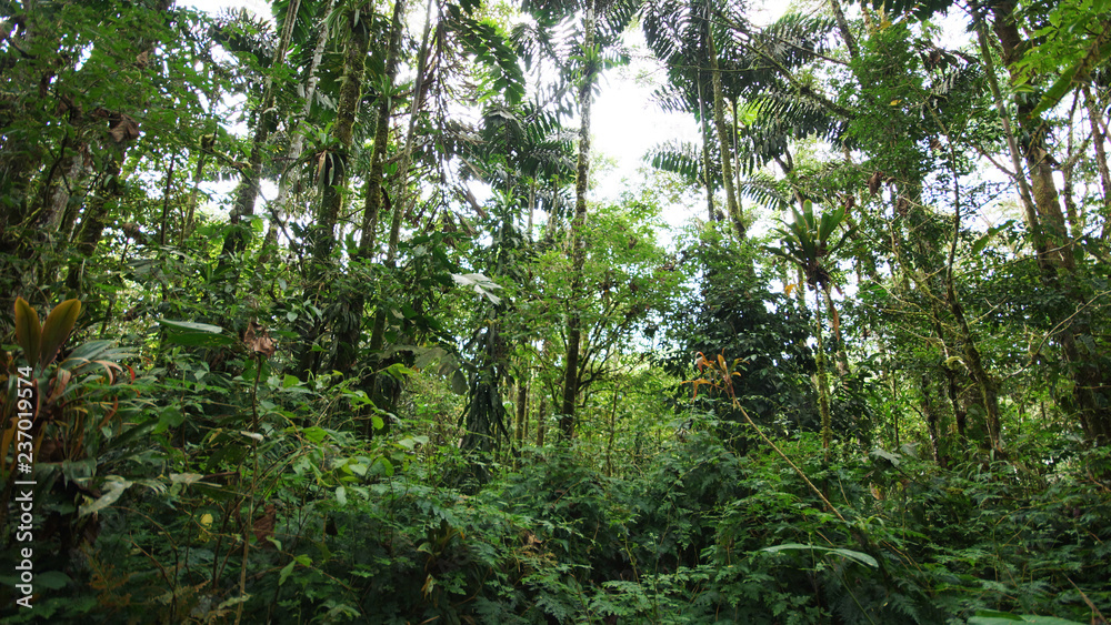 amazon jungle amazon jungle