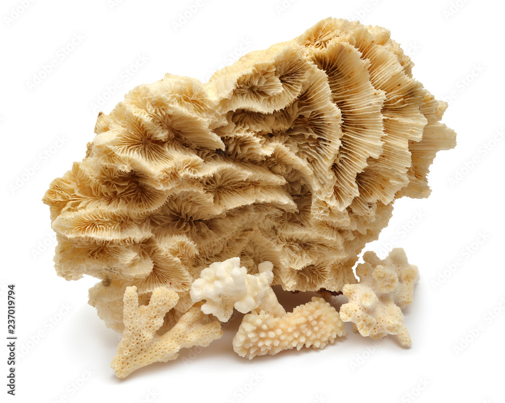 Naklejka premium Collection coral isolated on white background. Creative concept, marine life