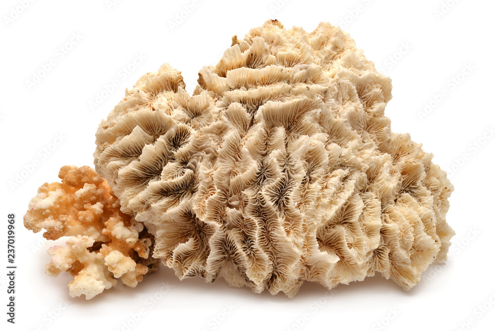 Fototapeta premium Collection coral isolated on white background. Creative concept, marine life