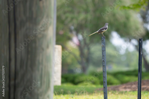 Juvenile Mockingbird