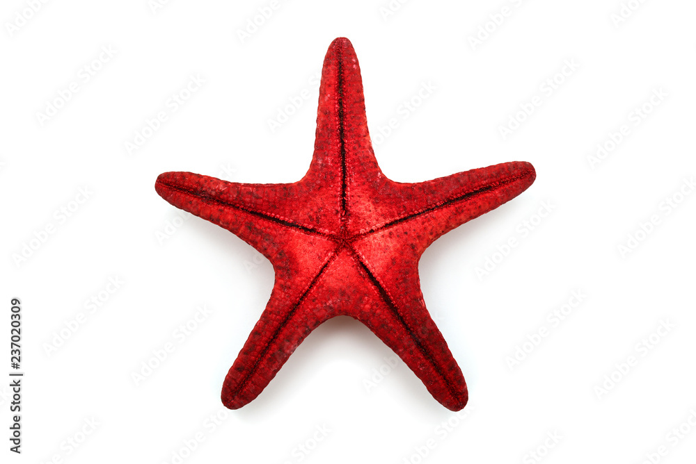 Red sea star isolated on white background. Creative concept, marine life Red sea star isolated on white background. Creative concept, marine life