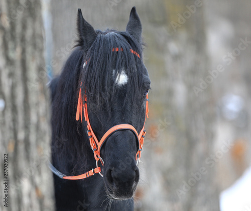 portrait of a black horse in the park in winter